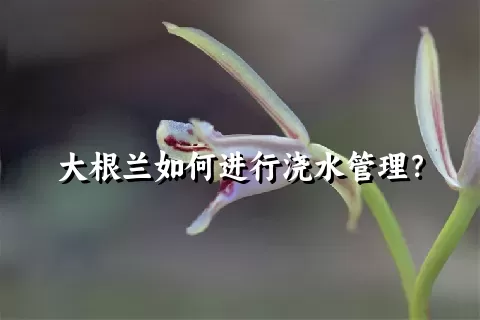 大根兰如何进行浇水管理？