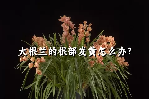 大根兰的根部发黄怎么办？