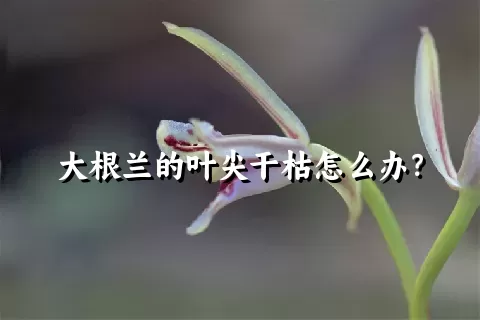 大根兰的叶尖干枯怎么办？