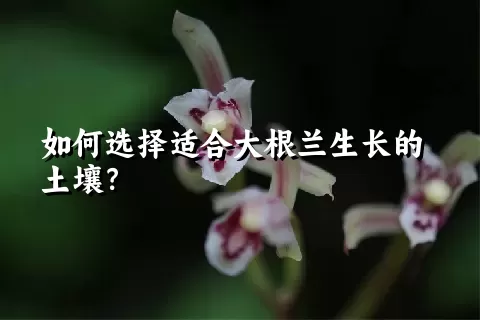 如何选择适合大根兰生长的土壤？