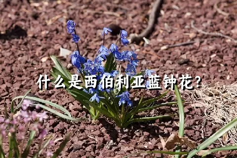 什么是西伯利亚蓝钟花？