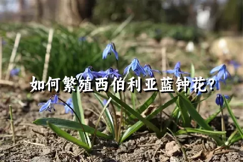 如何繁殖西伯利亚蓝钟花？