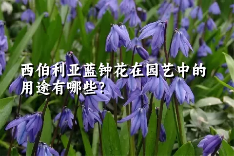 西伯利亚蓝钟花在园艺中的用途有哪些？