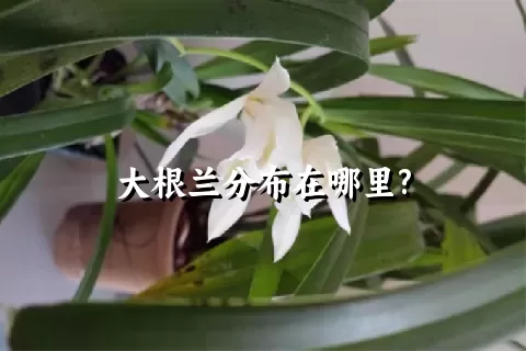 大根兰分布在哪里?