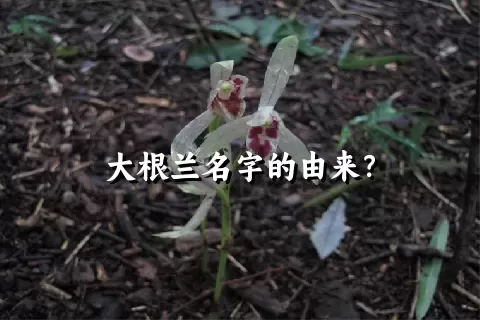 大根兰名字的由来？