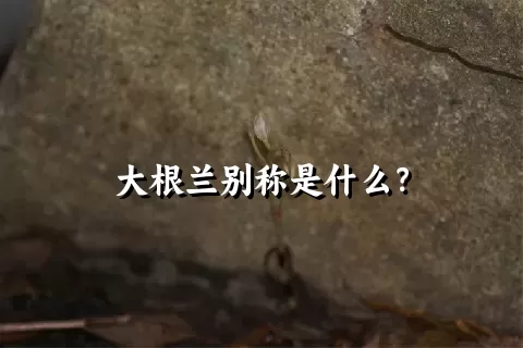 大根兰别称是什么？