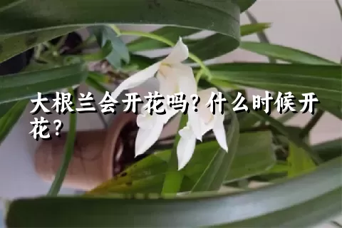 大根兰会开花吗？什么时候开花？