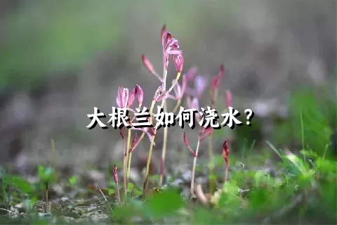 大根兰如何浇水？