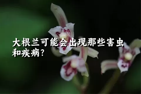 大根兰可能会出现那些害虫和疾病？