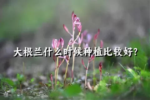 大根兰什么时候种植比较好？