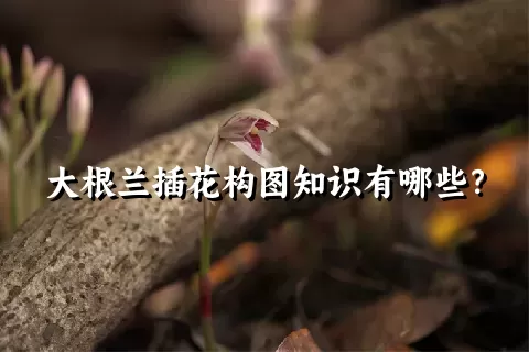 大根兰插花构图知识有哪些？