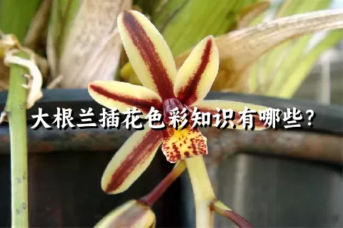 大根兰插花色彩知识有哪些？