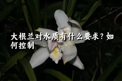 大根兰对水质有什么要求？如何控制