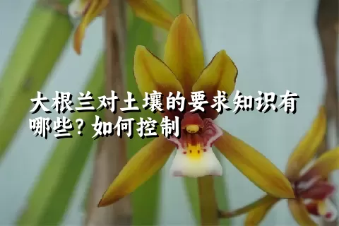 大根兰对土壤的要求知识有哪些？如何控制