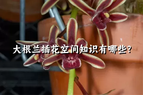 大根兰插花空间知识有哪些？