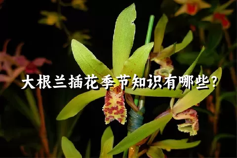 大根兰插花季节知识有哪些？