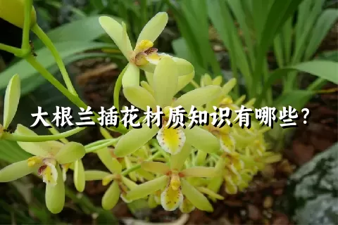 大根兰插花材质知识有哪些？