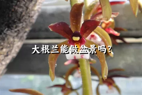 大根兰能做盆景吗？