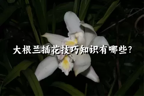 大根兰插花技巧知识有哪些？