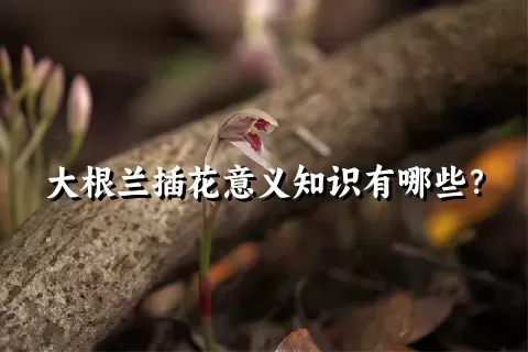 大根兰插花意义知识有哪些？