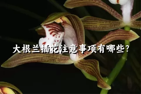 大根兰插花注意事项有哪些？