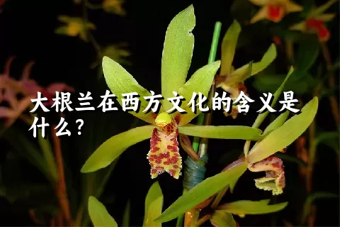 大根兰在西方文化的含义是什么？