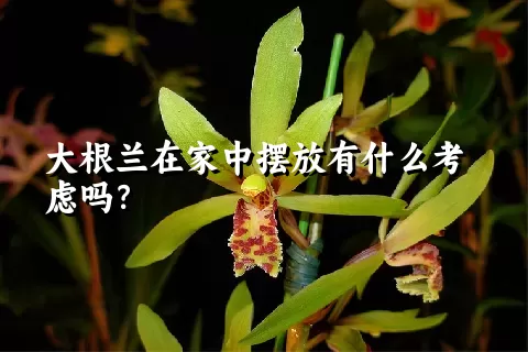 大根兰在家中摆放有什么考虑吗？