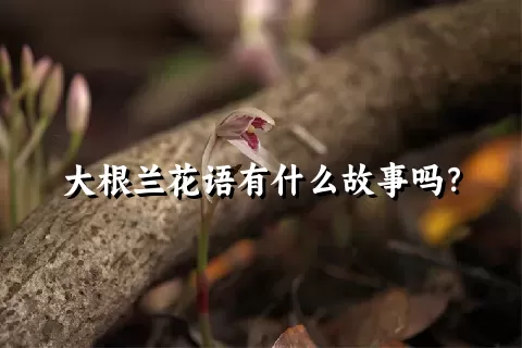 大根兰花语有什么故事吗？