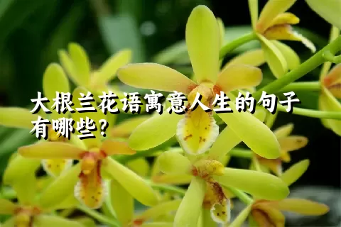 大根兰花语寓意人生的句子有哪些？