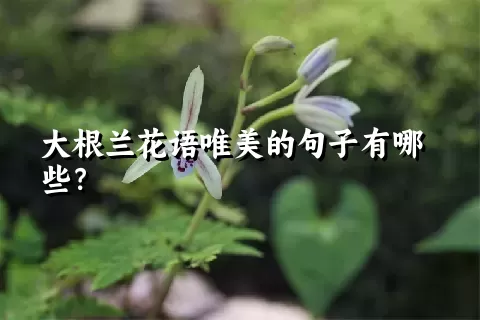 大根兰花语唯美的句子有哪些？