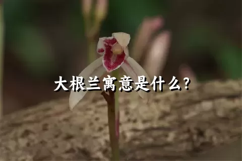 大根兰寓意是什么？