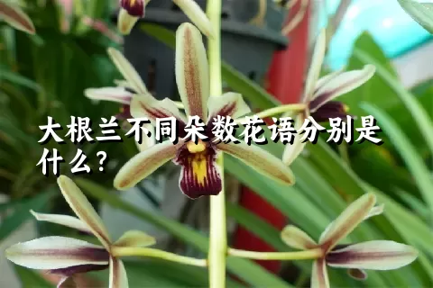 大根兰不同朵数花语分别是什么？