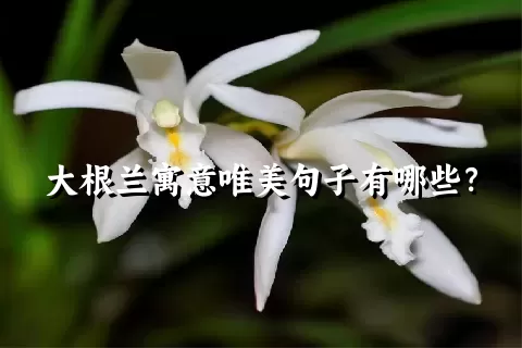 大根兰寓意唯美句子有哪些？