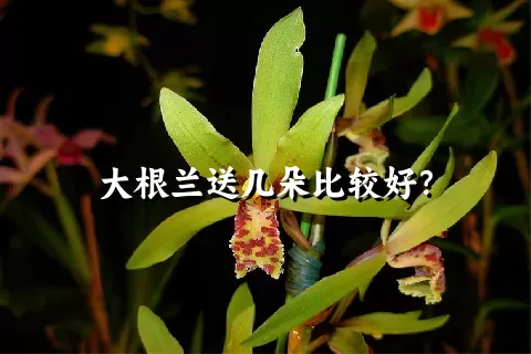 大根兰送几朵比较好？