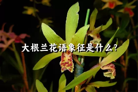 大根兰花语象征是什么？