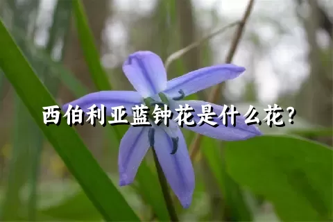 西伯利亚蓝钟花是什么花？