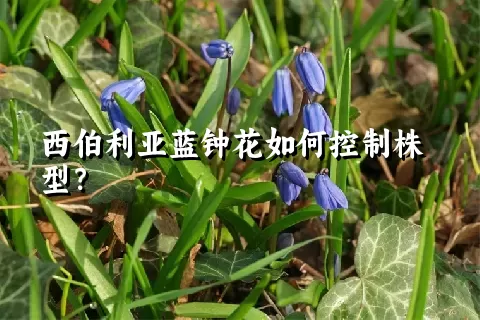 西伯利亚蓝钟花如何控制株型？