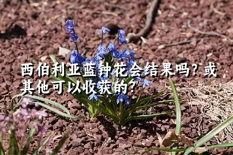 西伯利亚蓝钟花会结果吗？或其他可以收获的？