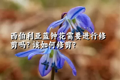 西伯利亚蓝钟花需要进行修剪吗？该如何修剪？