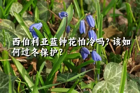 西伯利亚蓝钟花怕冷吗？该如何过冬保护？