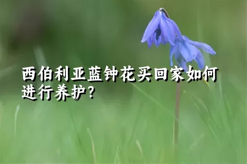 西伯利亚蓝钟花买回家如何进行养护？