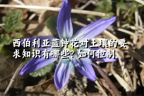 西伯利亚蓝钟花对土壤的要求知识有哪些？如何控制