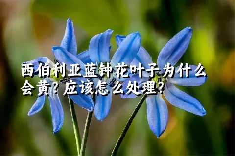 西伯利亚蓝钟花叶子为什么会黄？应该怎么处理？