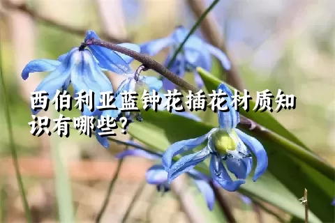 西伯利亚蓝钟花插花材质知识有哪些？