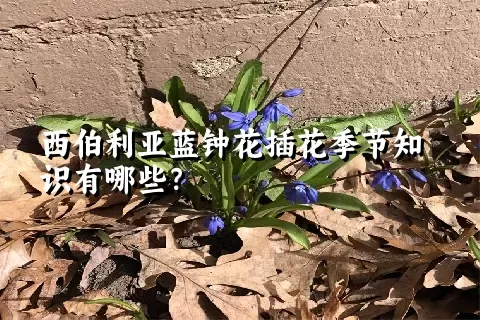 西伯利亚蓝钟花插花季节知识有哪些？