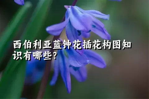 西伯利亚蓝钟花插花构图知识有哪些？