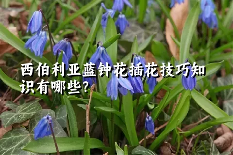 西伯利亚蓝钟花插花技巧知识有哪些？