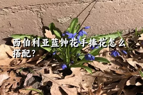 西伯利亚蓝钟花手捧花怎么搭配？