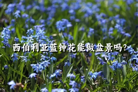 西伯利亚蓝钟花能做盆景吗？