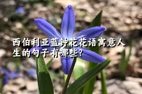 西伯利亚蓝钟花花语寓意人生的句子有哪些？